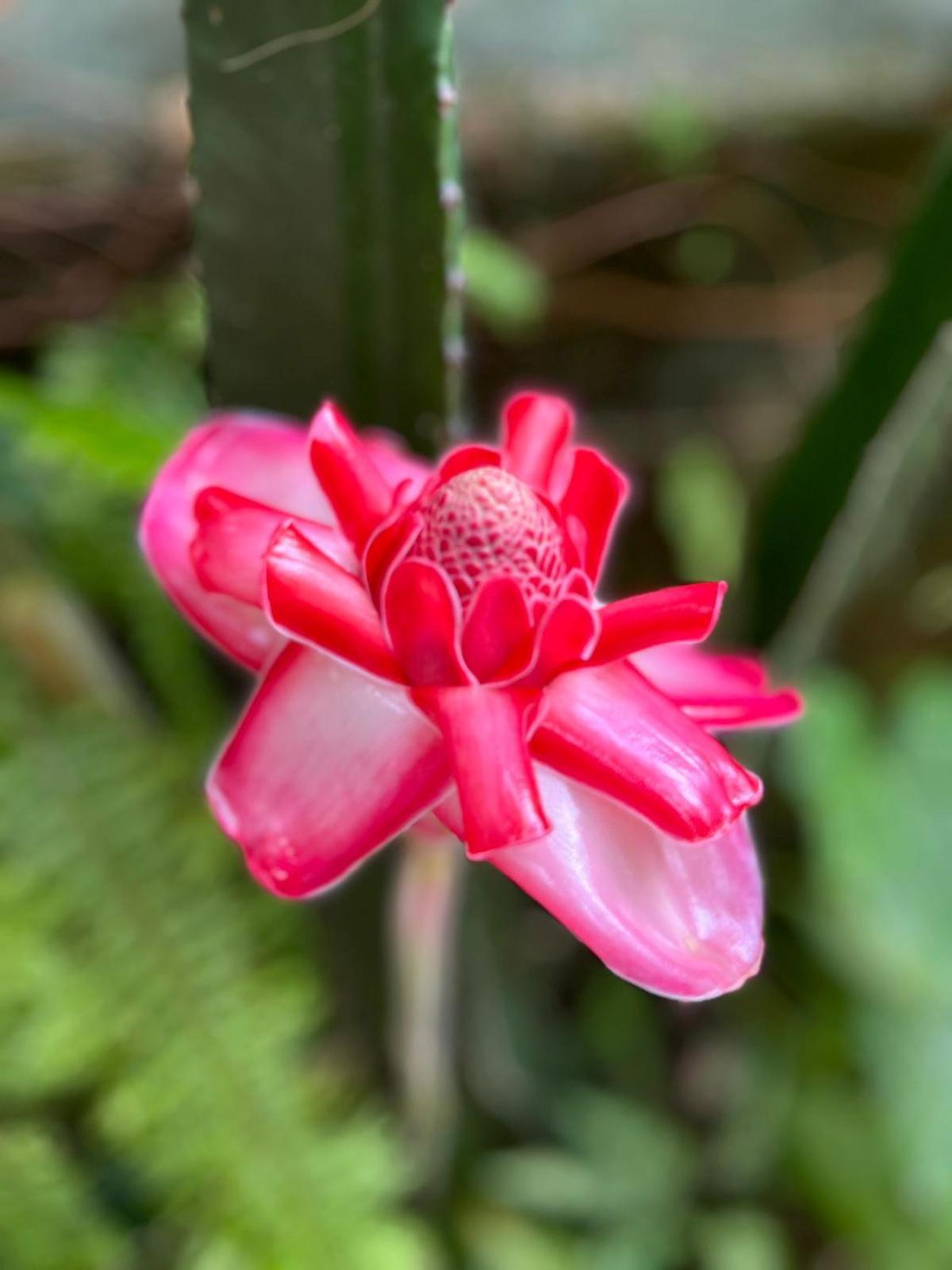 Recanto Toca Das Plantas De Ilhabela I Kültér fotó