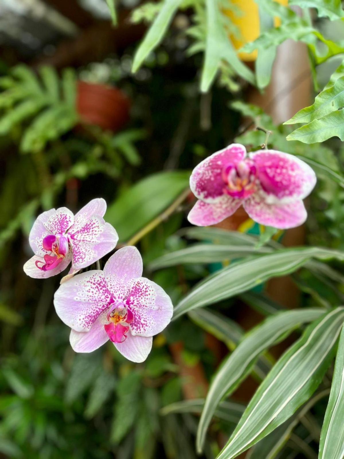 Recanto Toca Das Plantas De Ilhabela I Kültér fotó