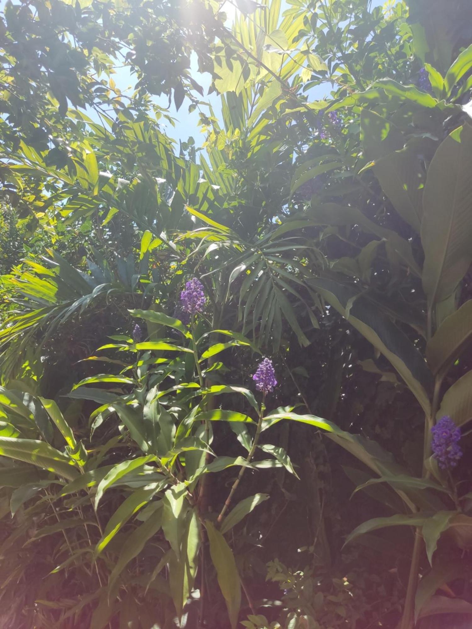 Recanto Toca Das Plantas De Ilhabela I Szoba fotó